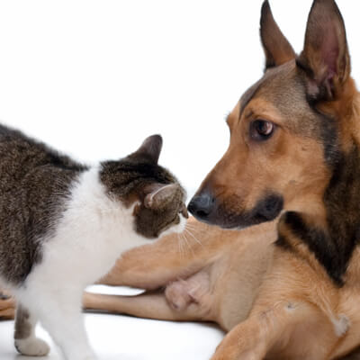 Derry Road Animal Hospital - Mississauga, ON - Vaccine Information - Cat and dog nose to nose