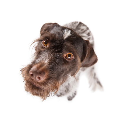 Dog looking up