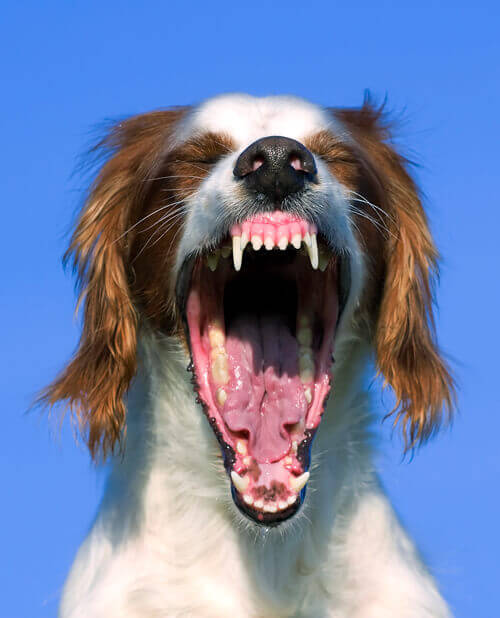 dog teeth