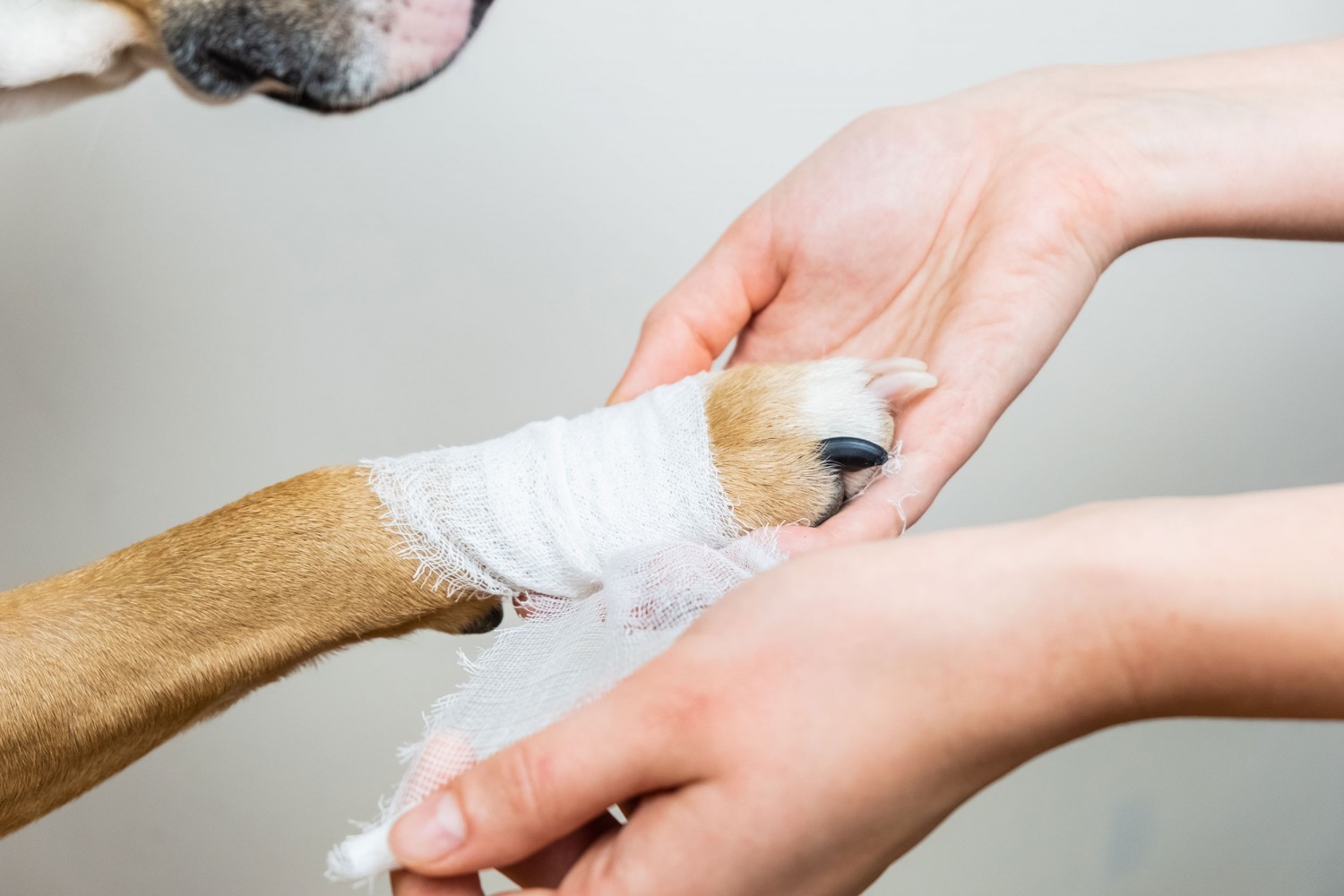Dog's paw wrapped in bandage