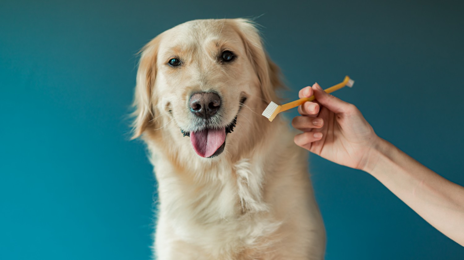 Dog with toothbrush