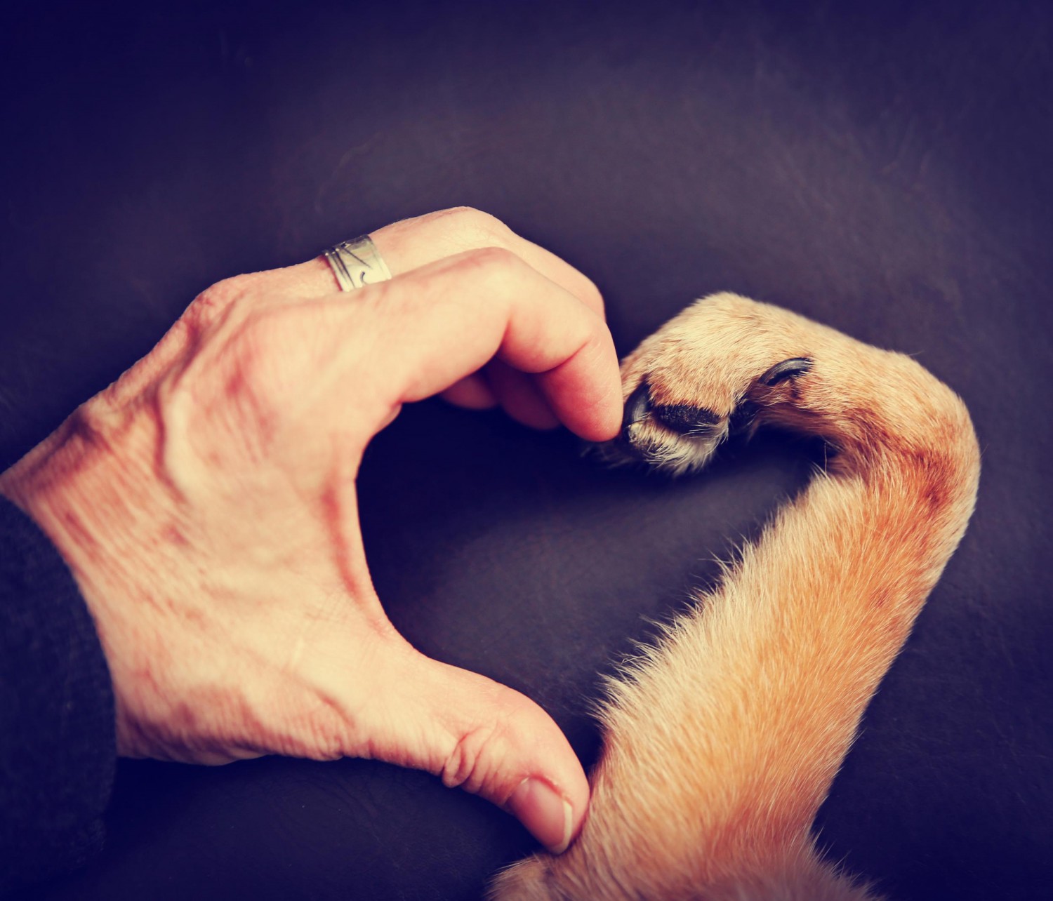 Hand and paw making a heart