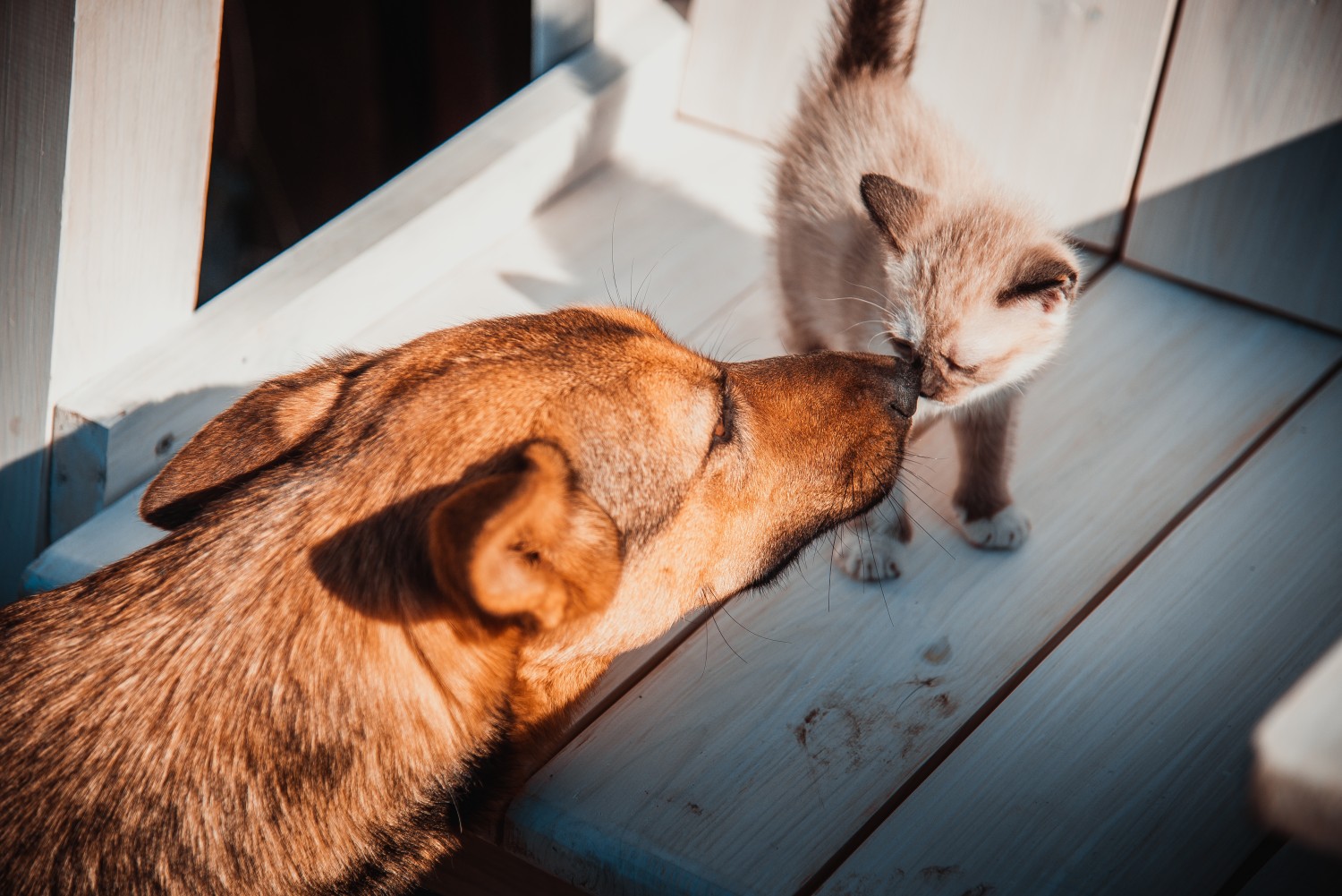 Dog and kitten