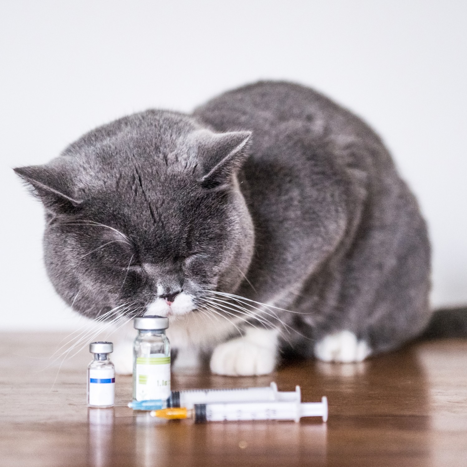 Cat with medications